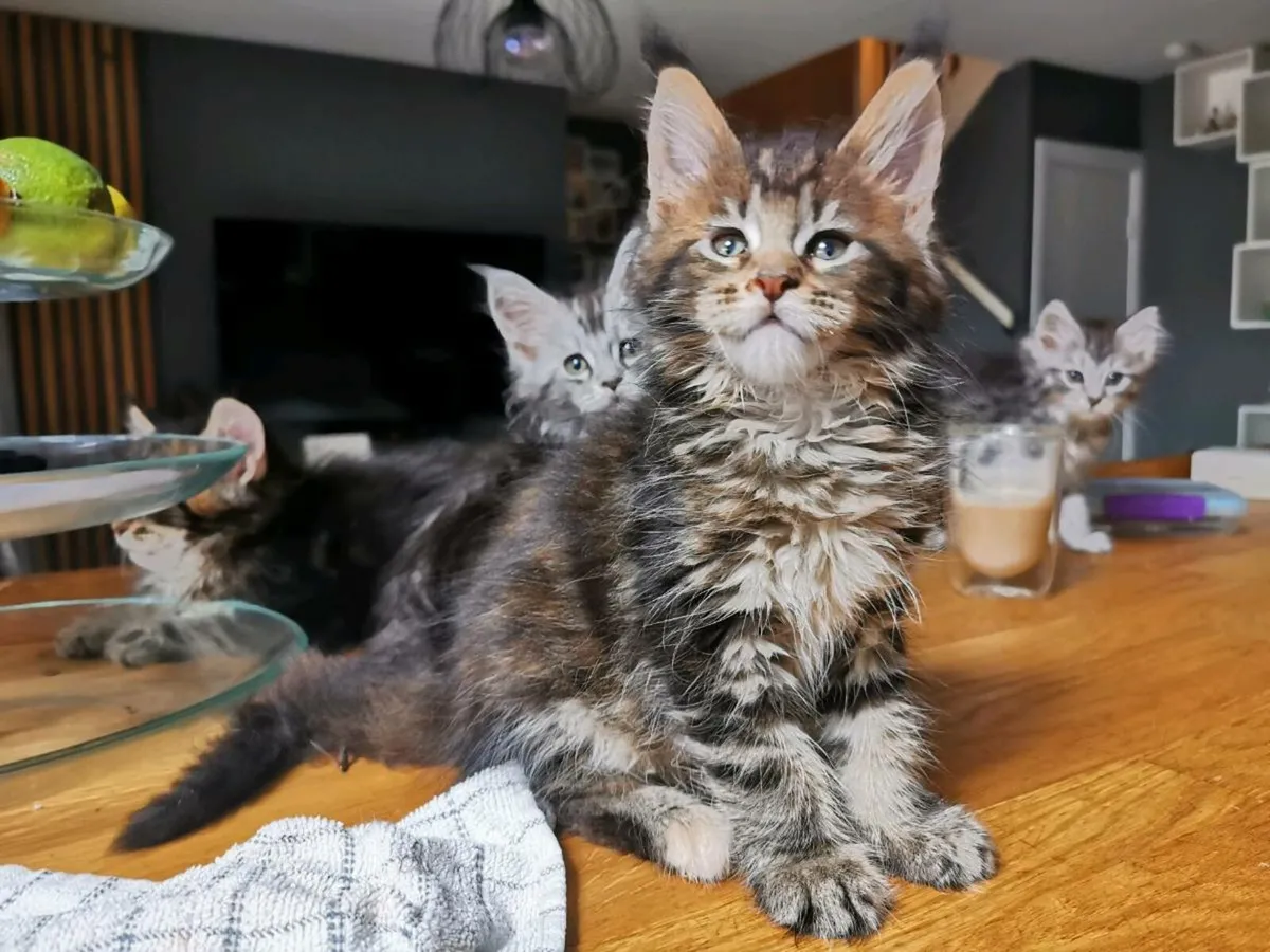 TICA Registered maine coon kittens - Image 4