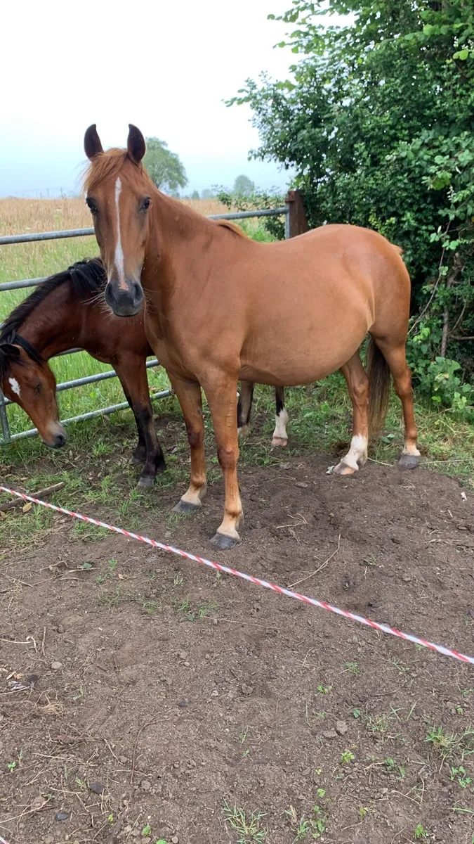 Mare infoal to heavy blagdon horse - Image 1