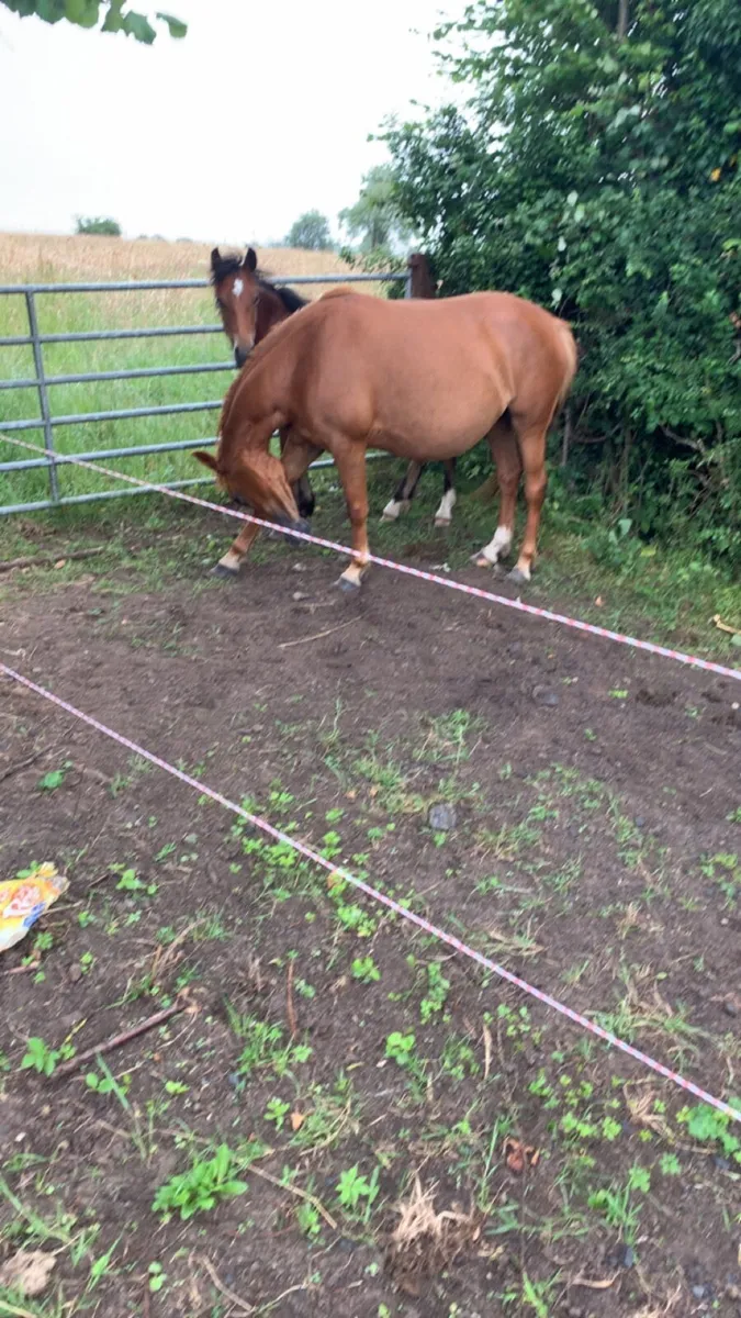 Mare infoal to heavy blagdon horse - Image 3
