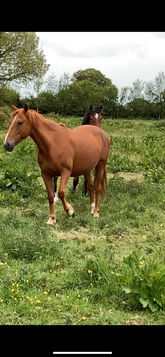 Mare infoal to heavy blagdon horse - Image 4