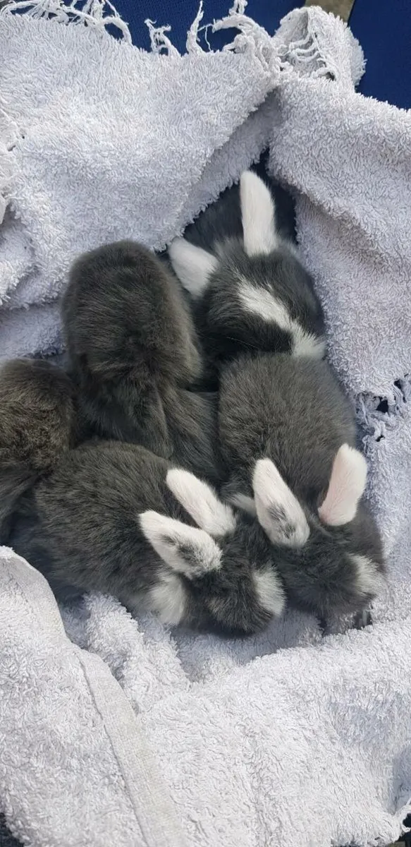 Purebred Minilop Bunnies/Rabbits!! - Image 1