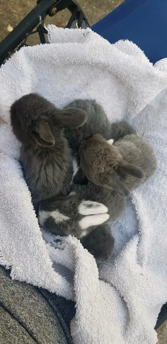 Purebred Minilop Bunnies/Rabbits!! - Image 2