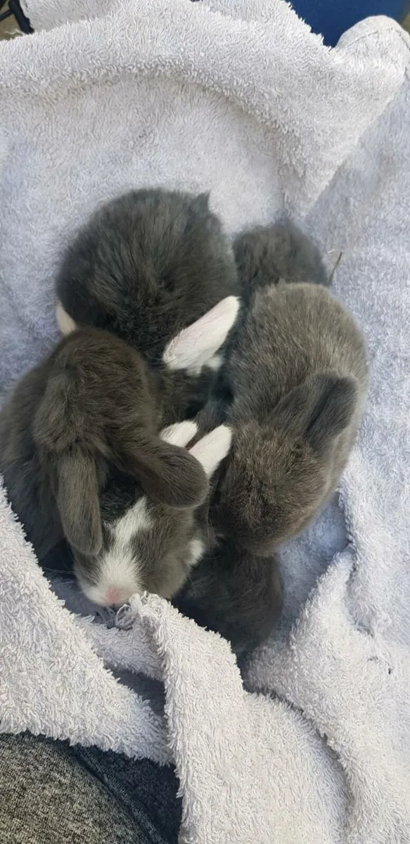 Purebred Minilop Bunnies/Rabbits!! - Image 3