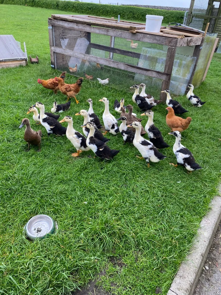 Poultry - Image 1