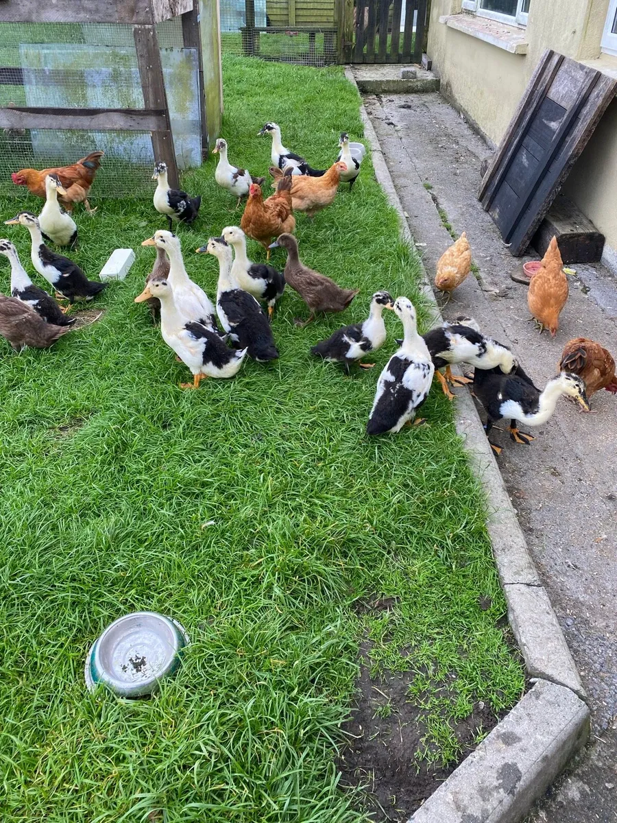Poultry - Image 2