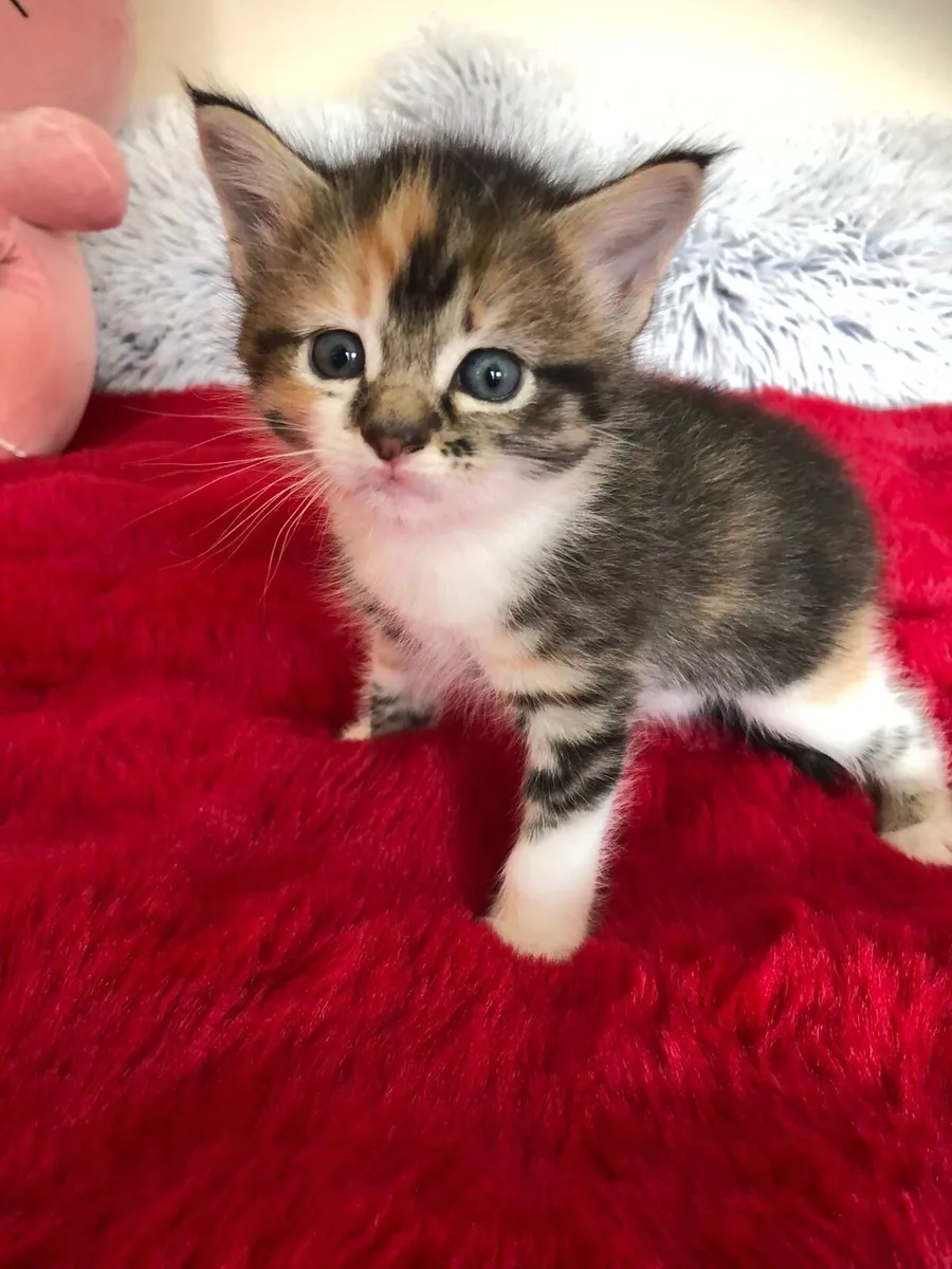 Kittens - Image 1