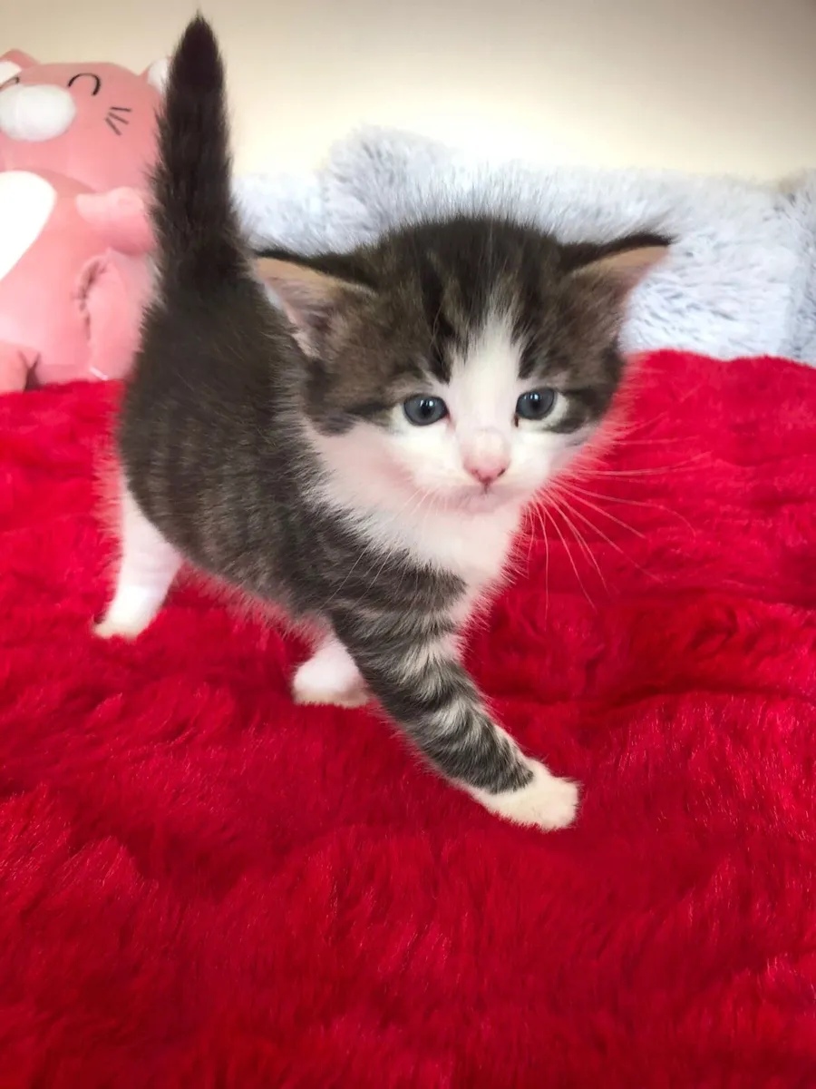 Kittens - Image 2