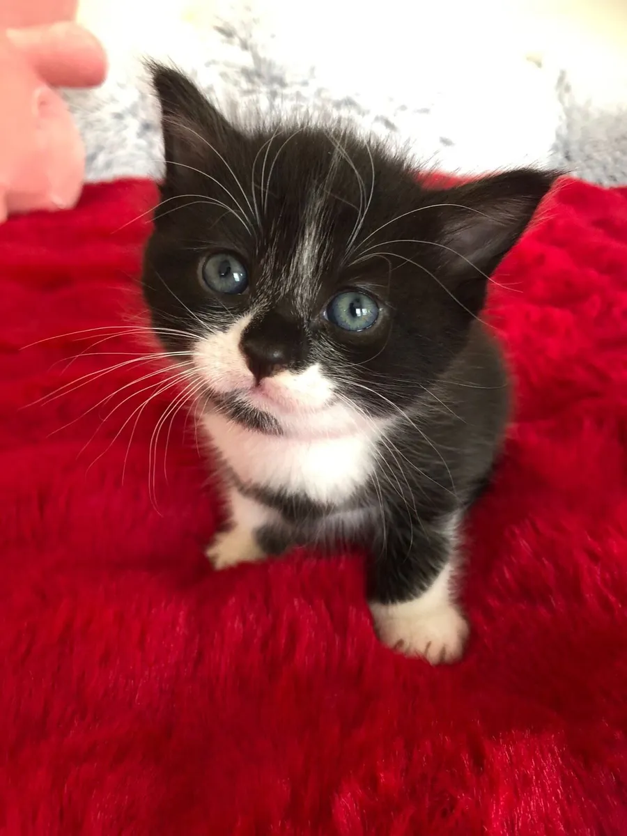 Kittens - Image 3
