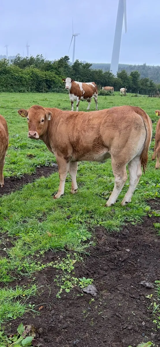 Heifer - Image 2