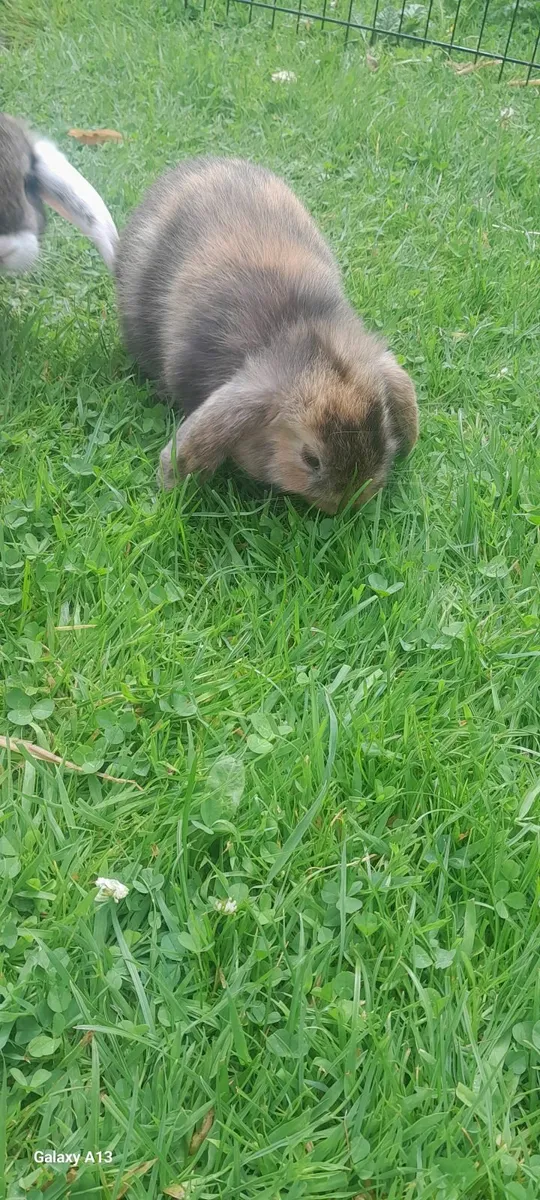 Mini lop_ earred rabbits - Image 3