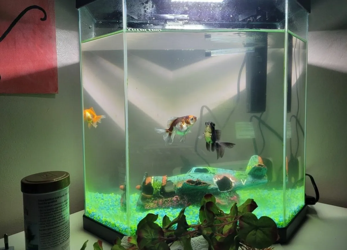 Fish tank - Image 2