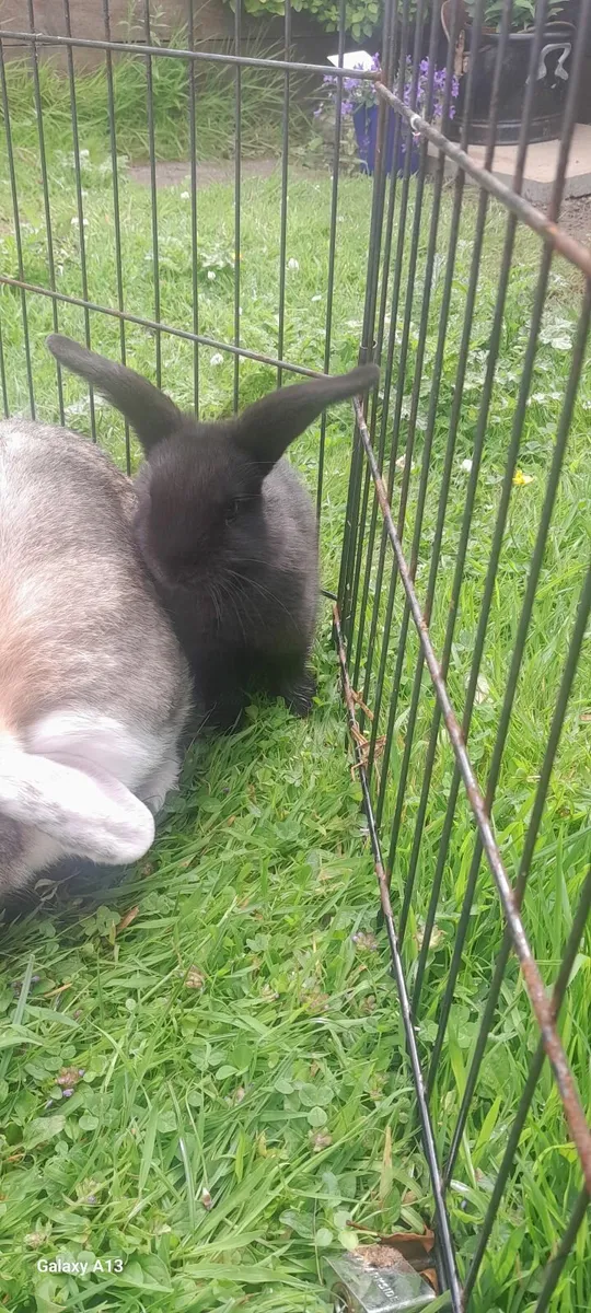 Mini lop_ earred rabbits - Image 4