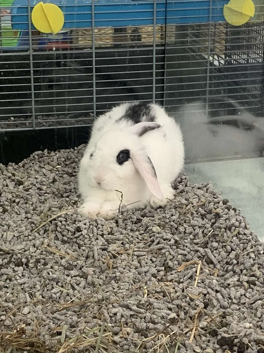 rabbit - Image 1