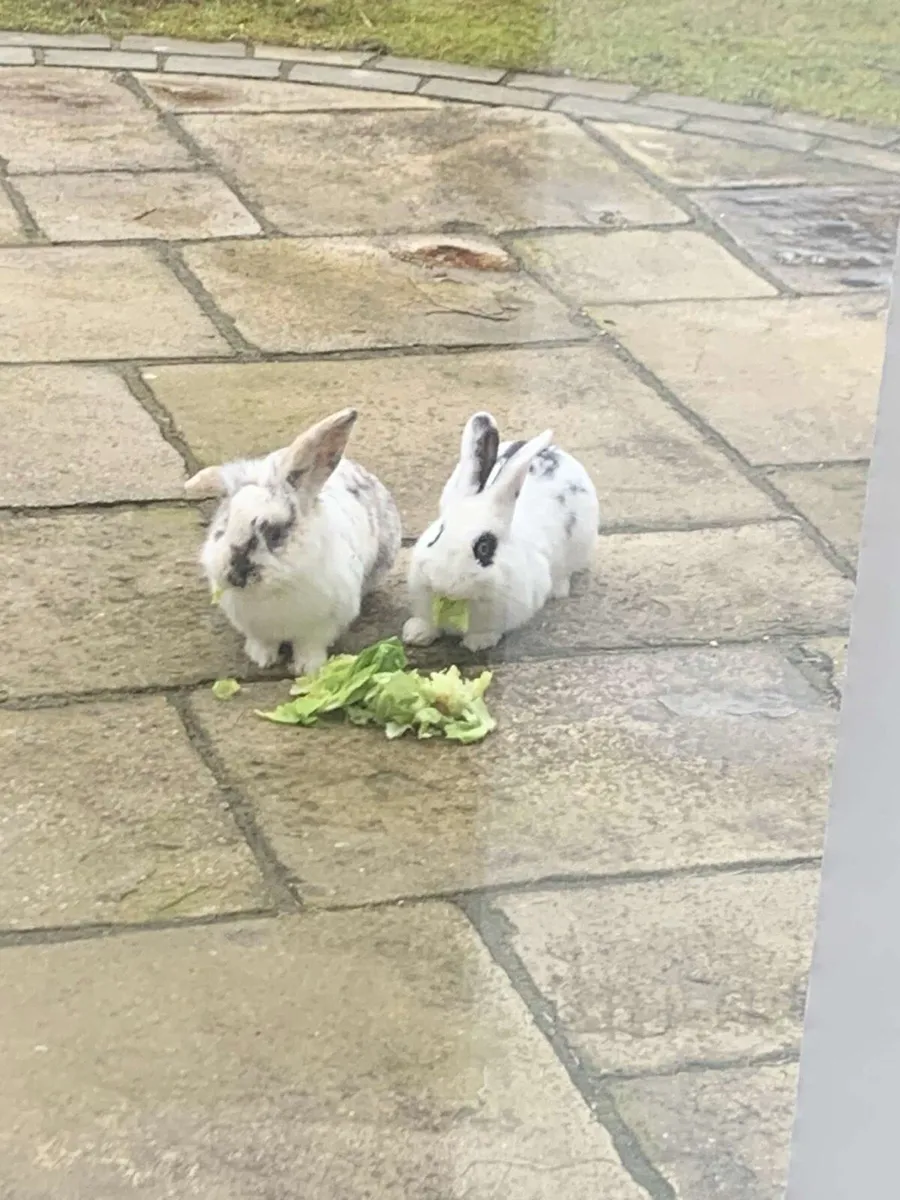 rabbit - Image 2