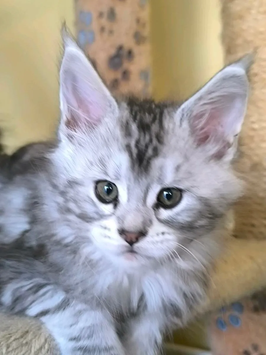 Maine coon kitten for sale - Image 1