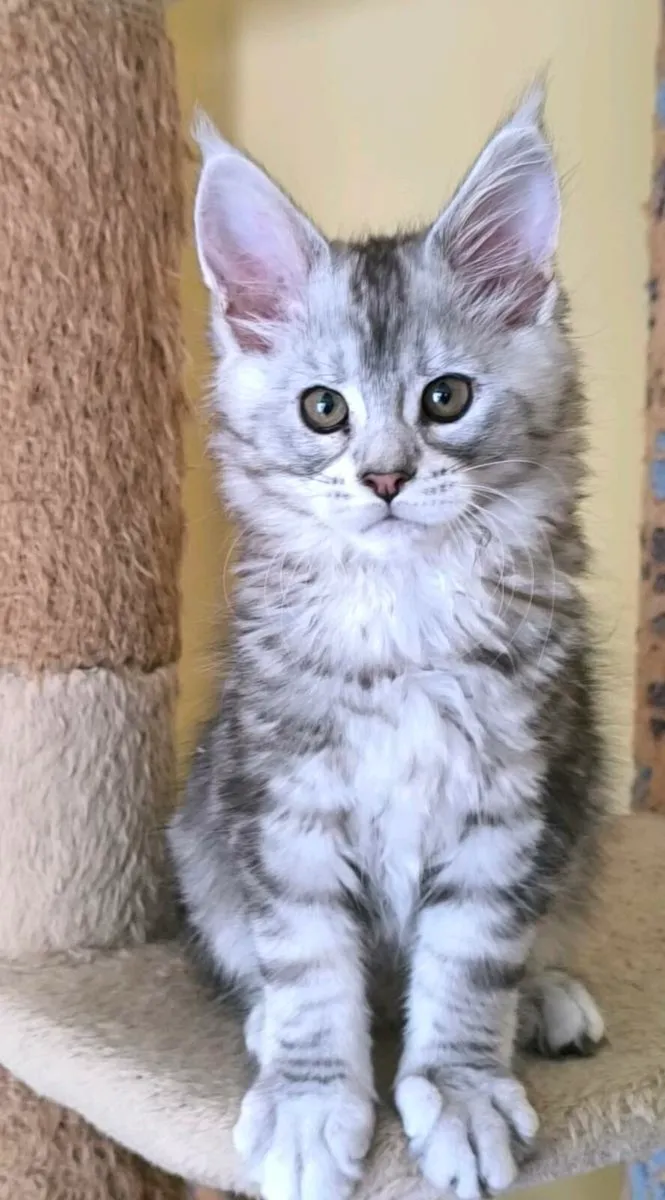Maine coon kitten for sale - Image 2