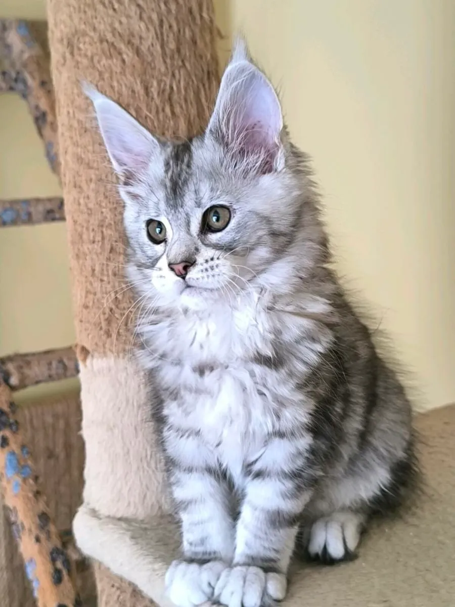 Maine coon kitten for sale - Image 3