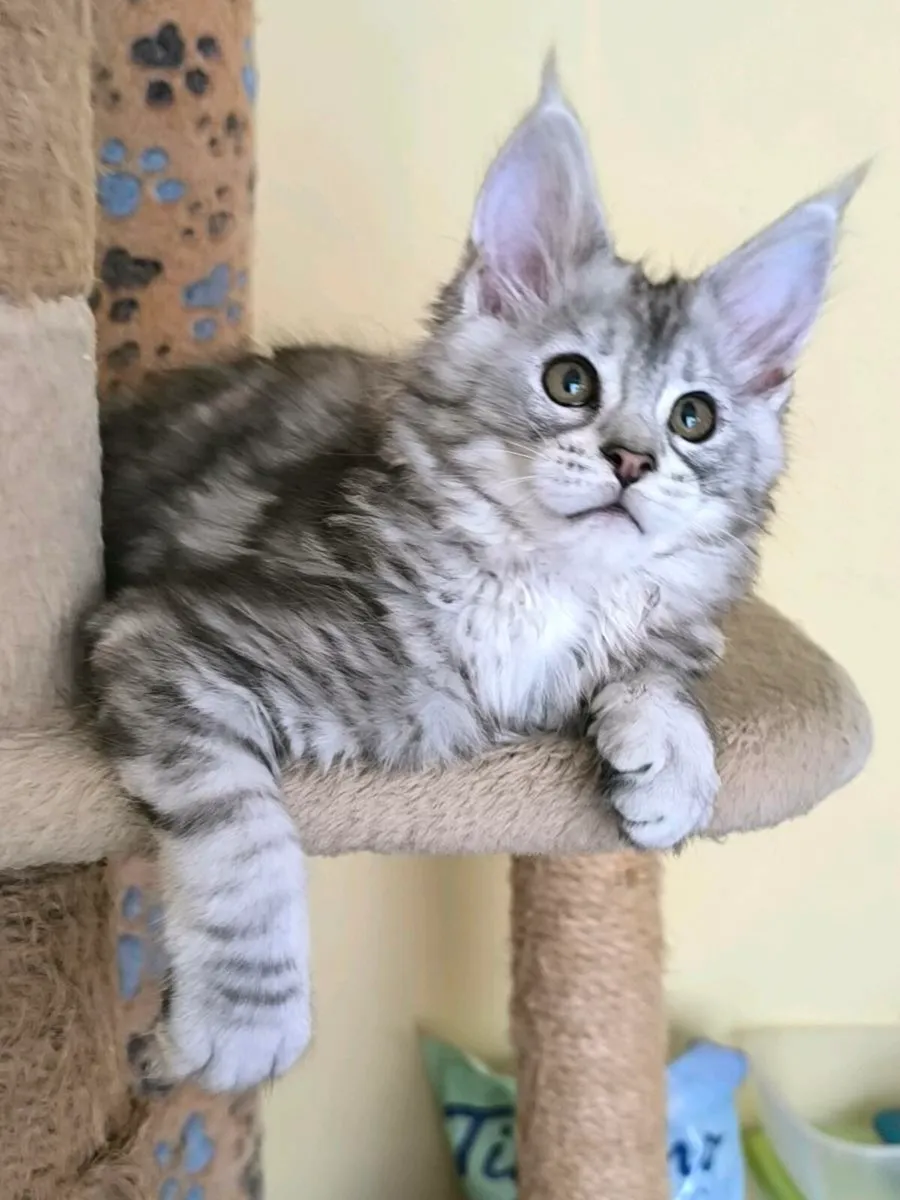 Maine coon kitten for sale - Image 4