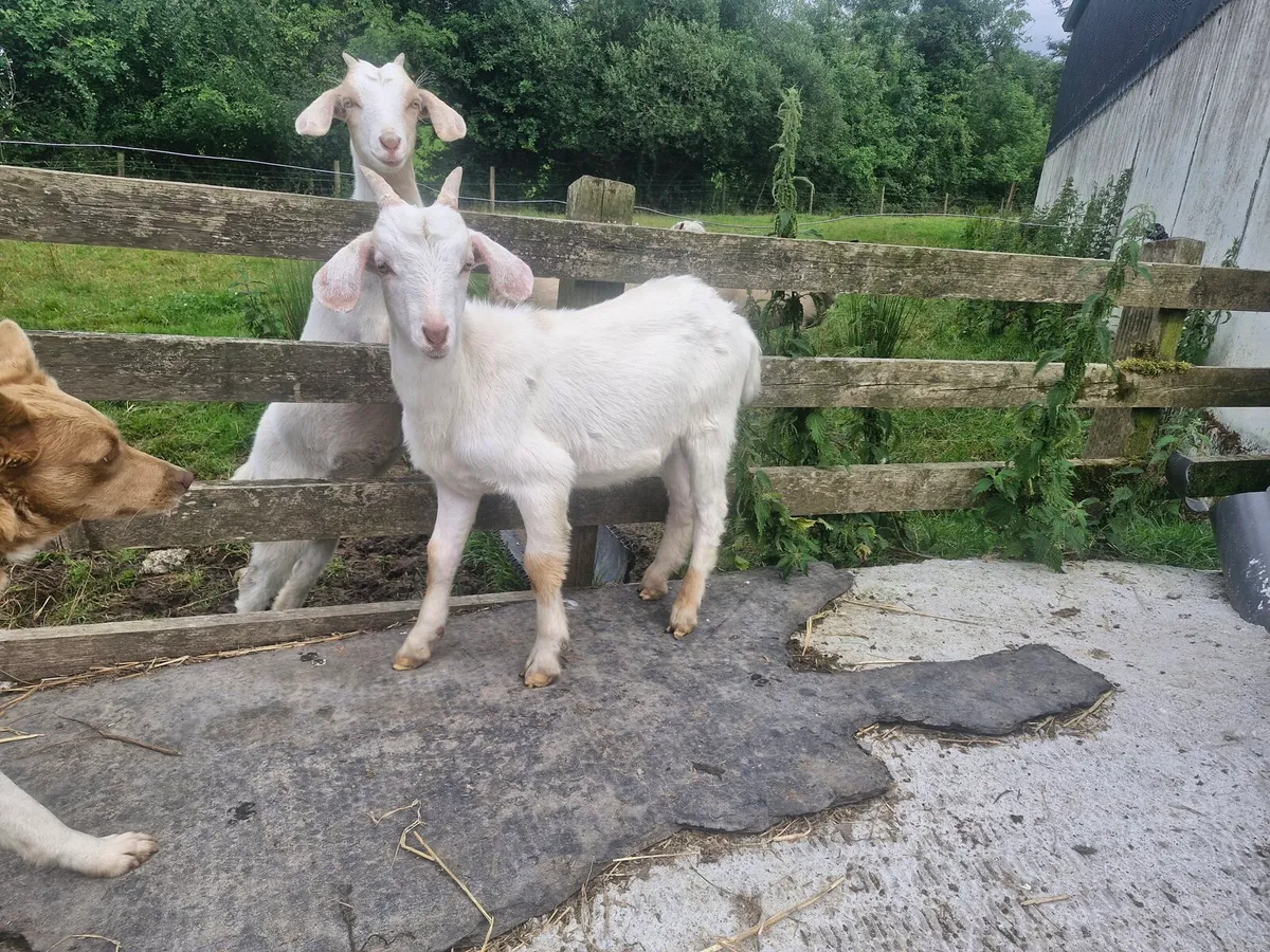 Male kid goat
