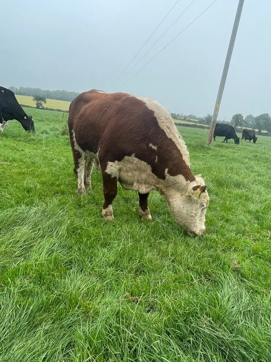 Pedigree registered Hereford bull - Image 1