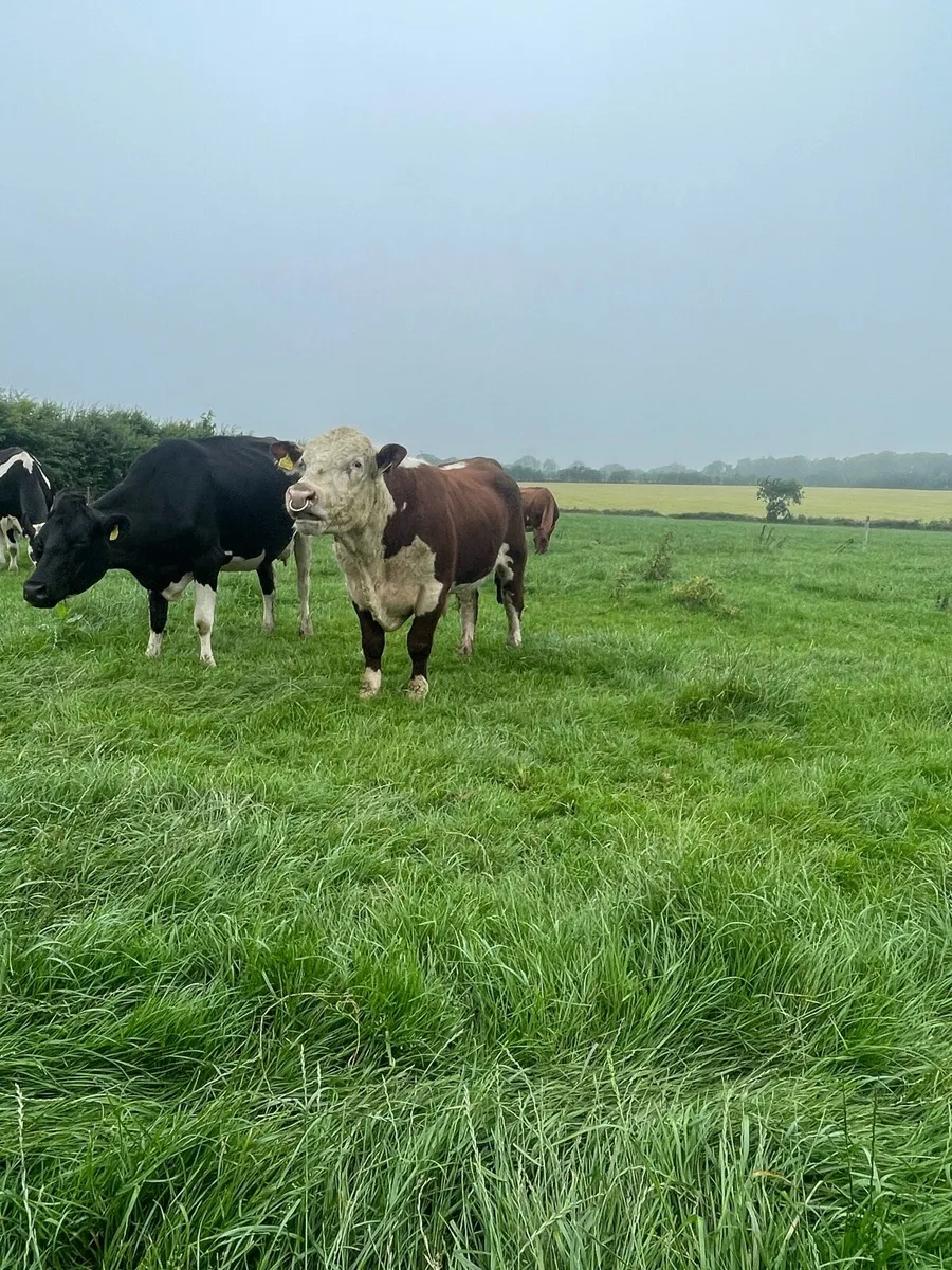 Pedigree registered Hereford bull - Image 2
