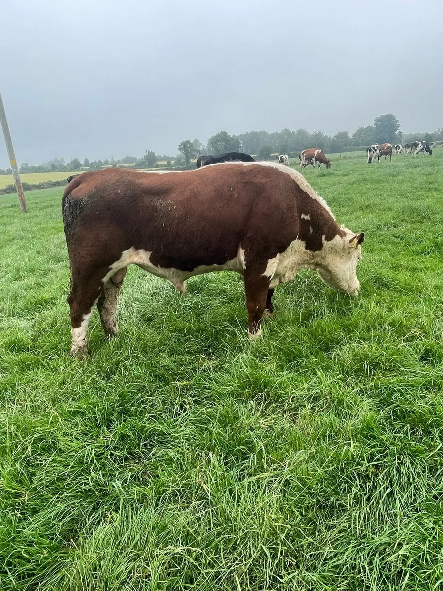 Pedigree registered Hereford bull - Image 3