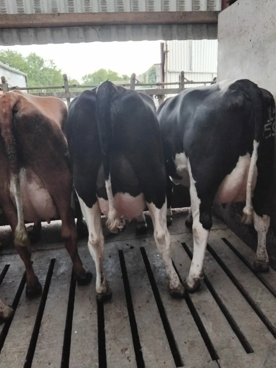Dairy Cows
