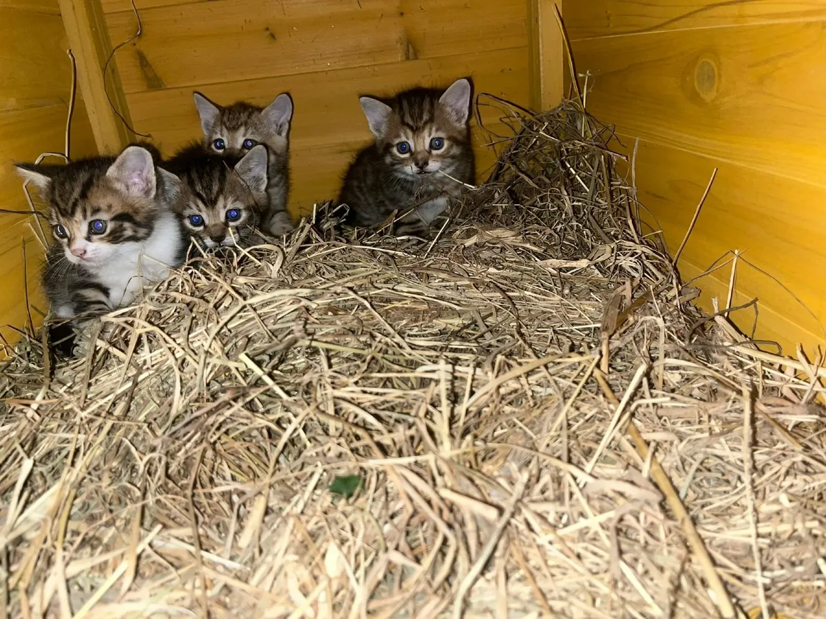Kittens
