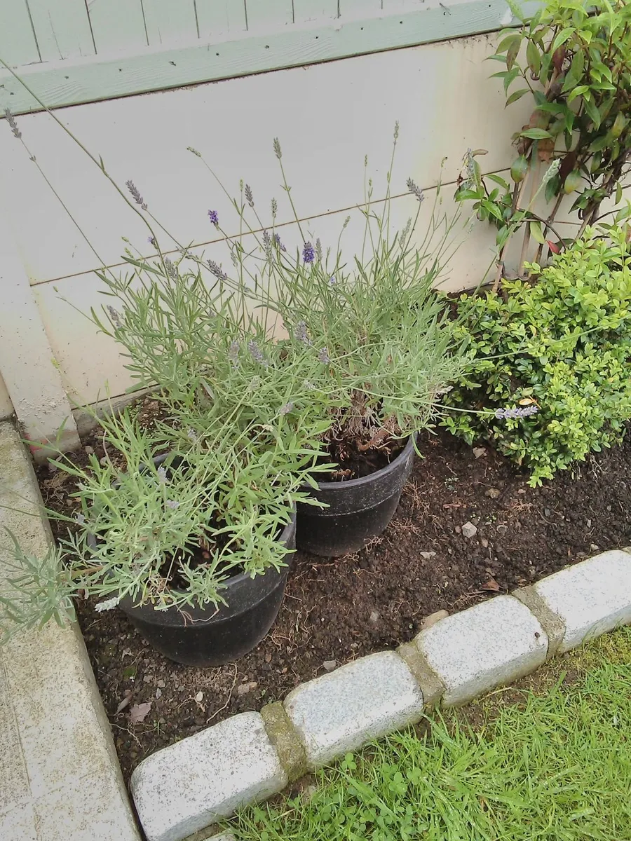 2 Lavender ceramic planters