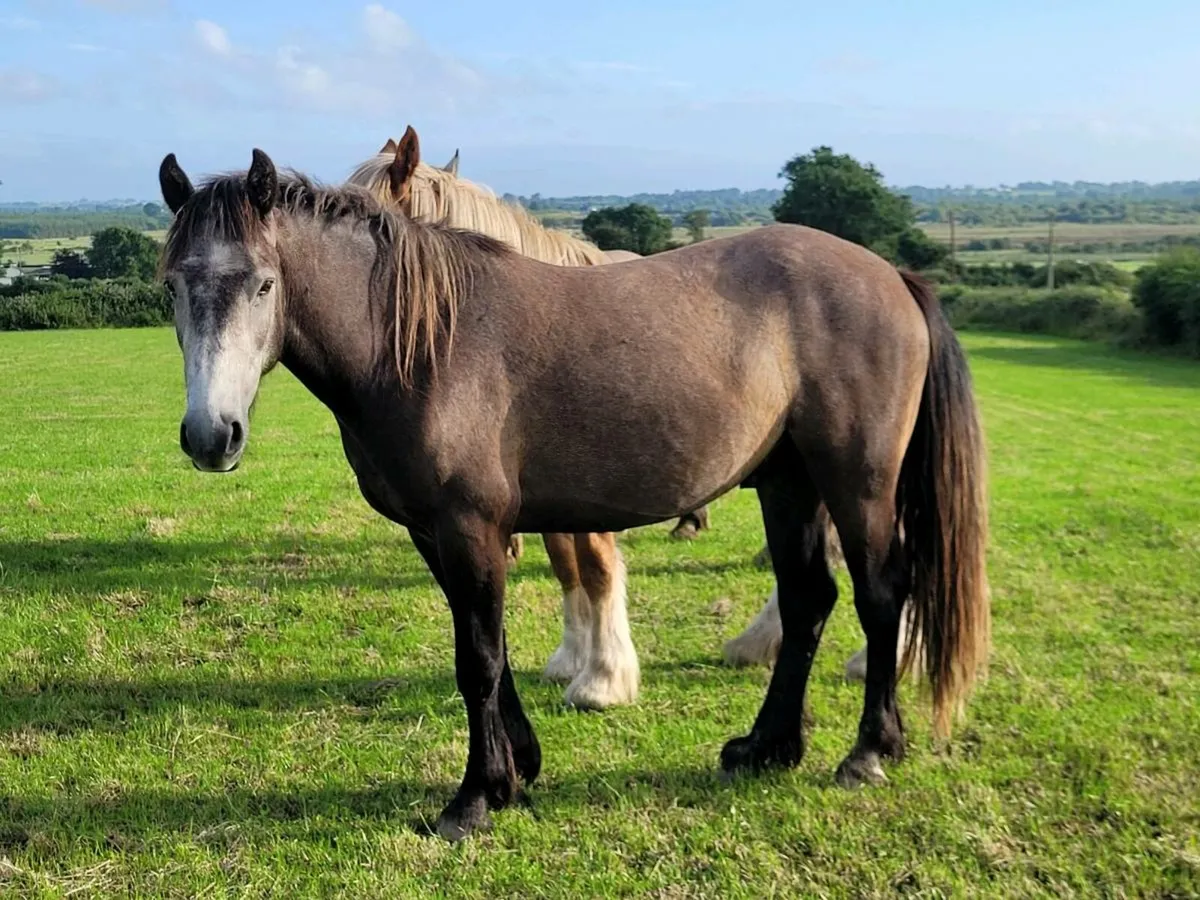 Geldings - Image 2