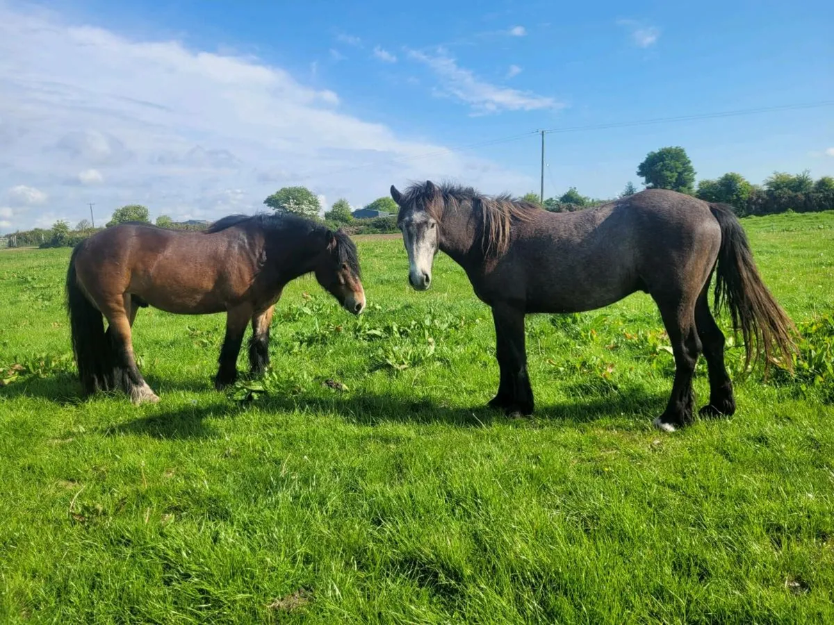 Geldings - Image 3