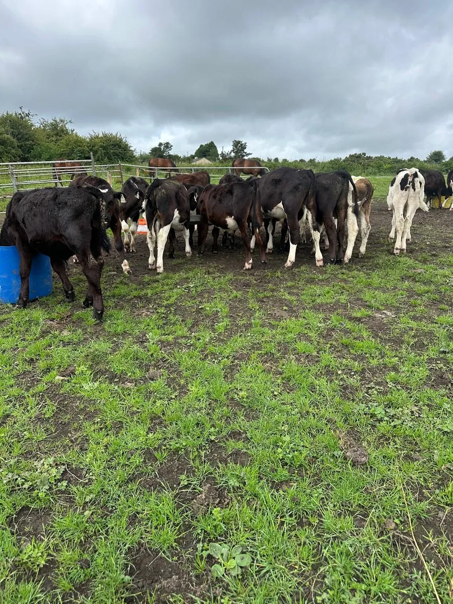 Calves - Image 1