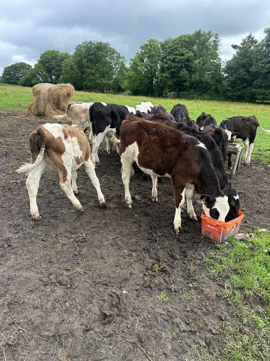 Calves - Image 2