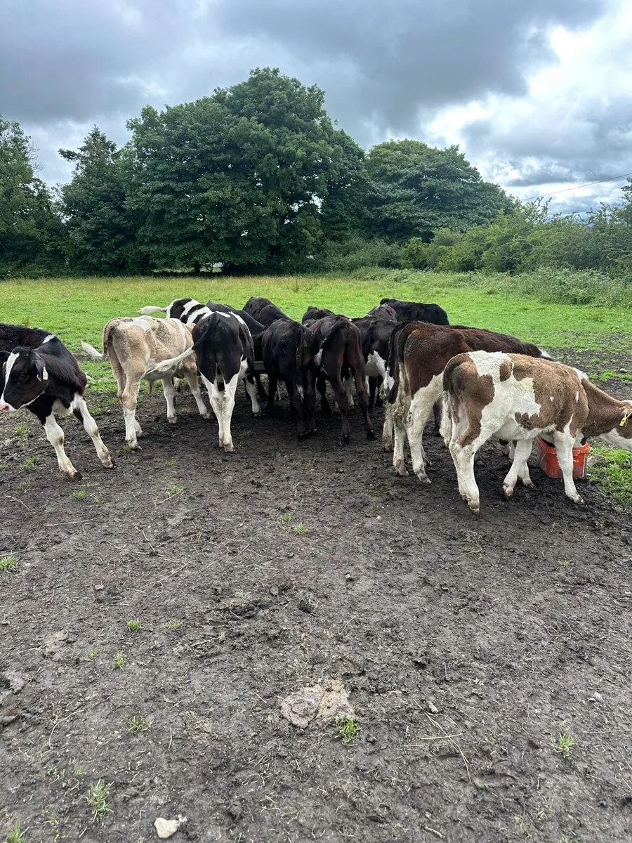 Calves - Image 3