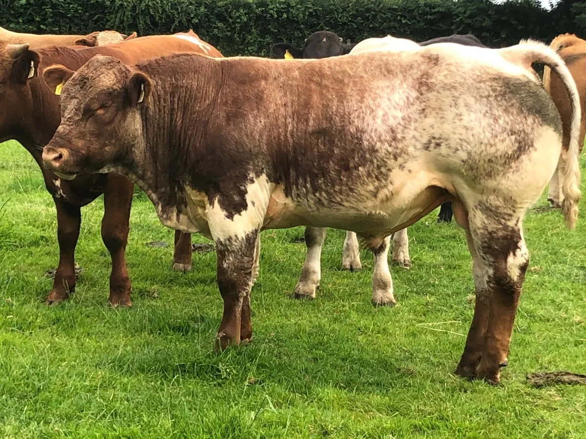 Kilcullen mart BULLS wed 2nd - Image 1