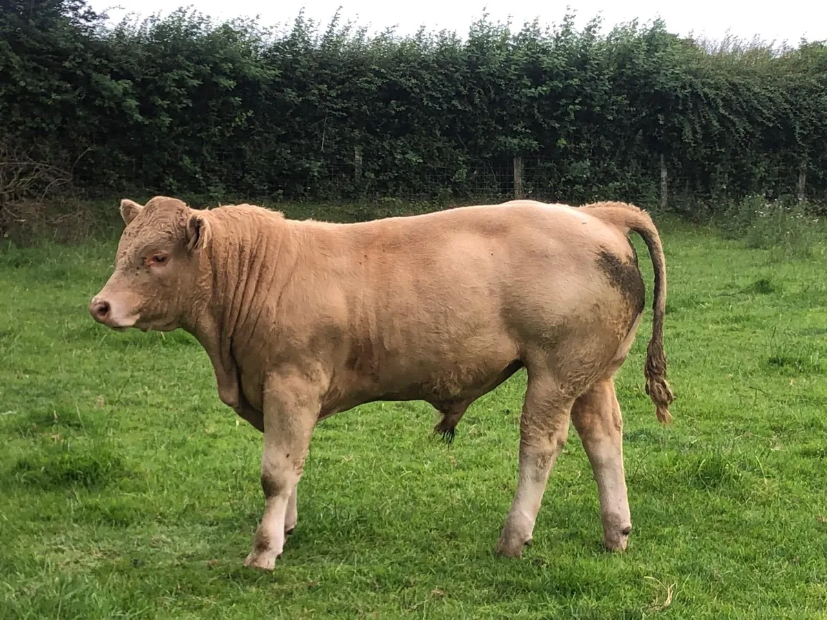 Kilcullen mart BULLS wed 2nd - Image 2