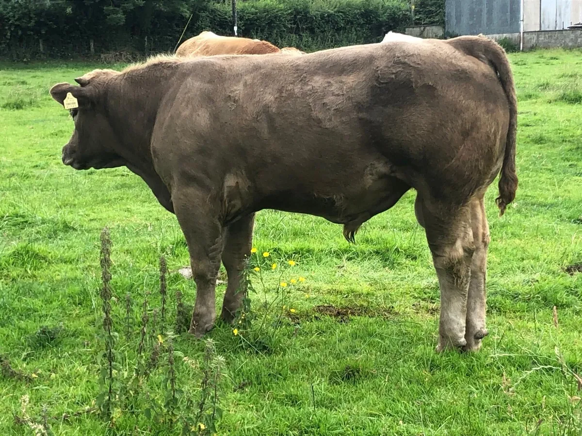 Kilcullen mart BULLS wed 2nd - Image 3