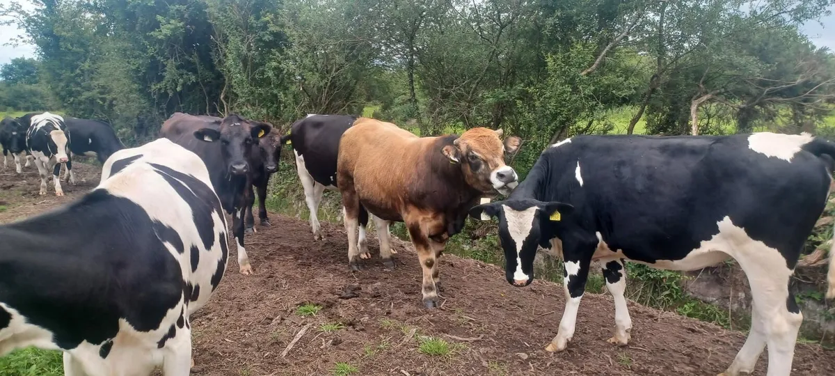 Aubrac bull - Image 1