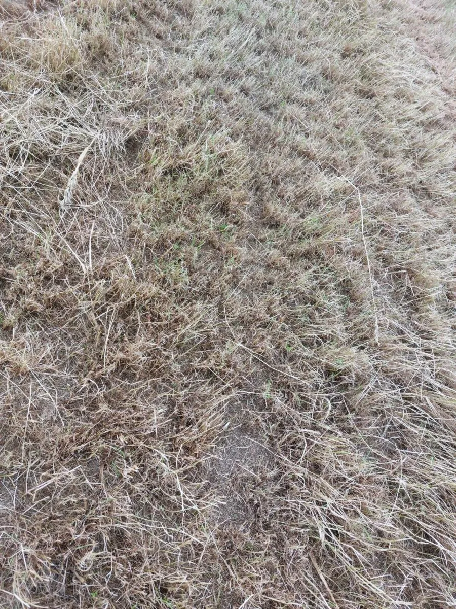 New hay bales - first cut - Image 4