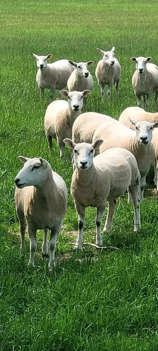 Hoggetts