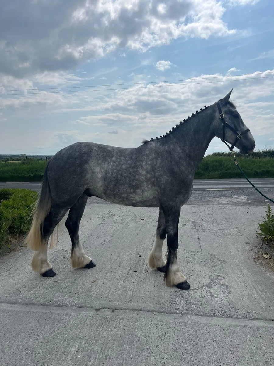☘️Lot 368 goresbridge sales☘️ - Image 4