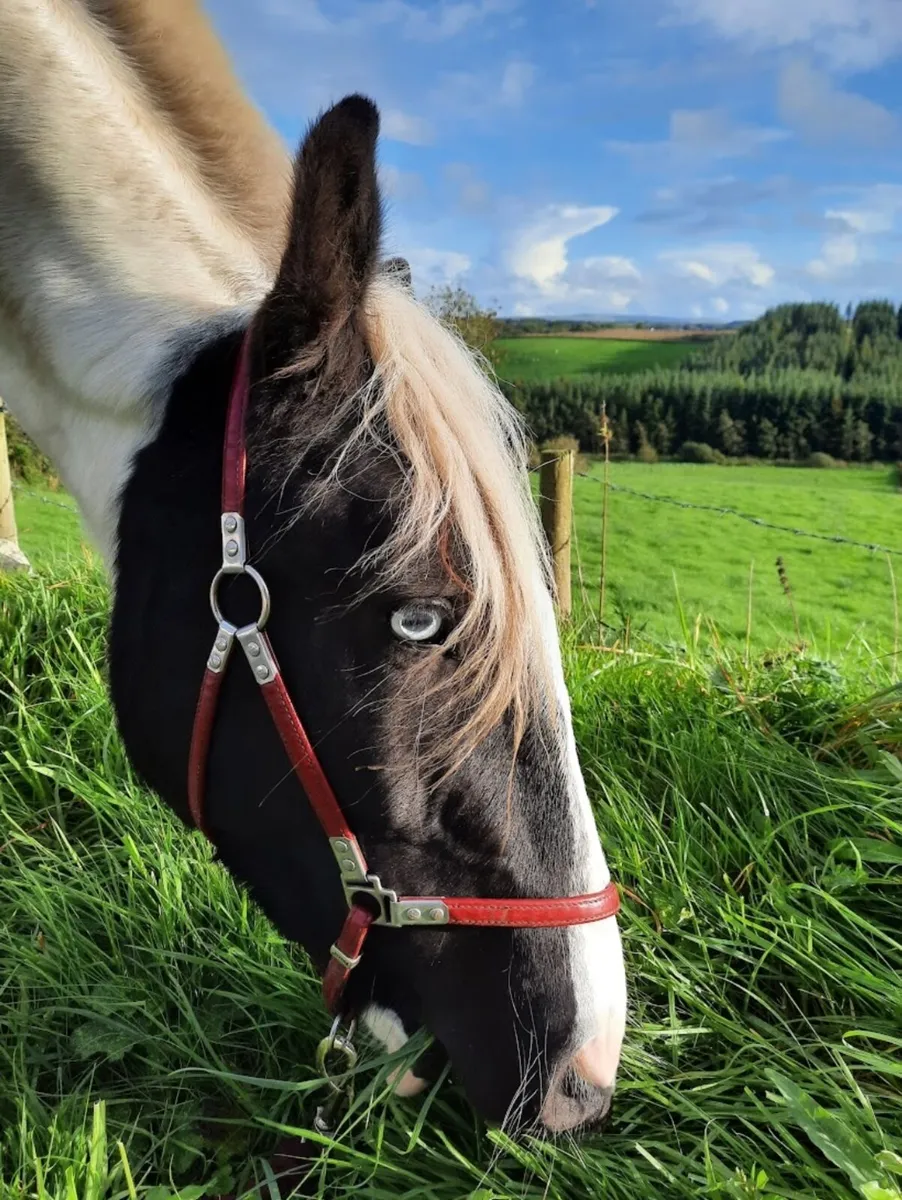 💙Napoleon💙 - Image 4