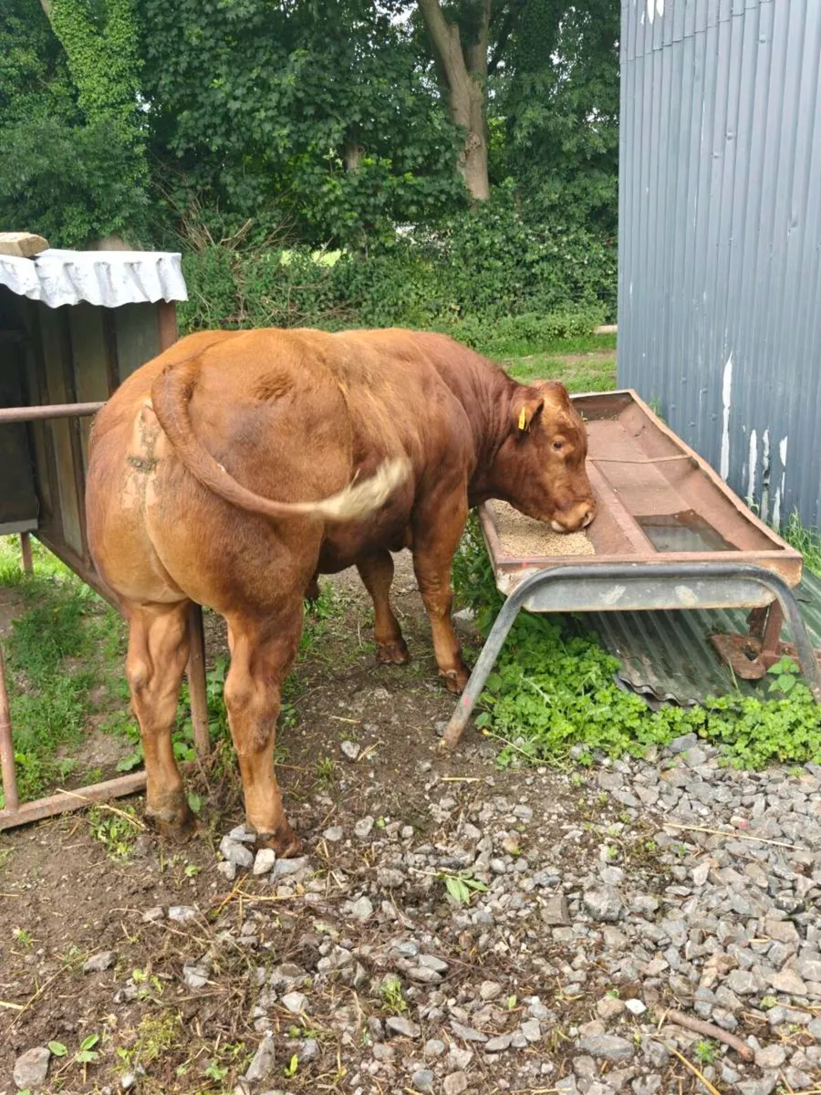Hybrid Belgian blue limousin bull - Image 1