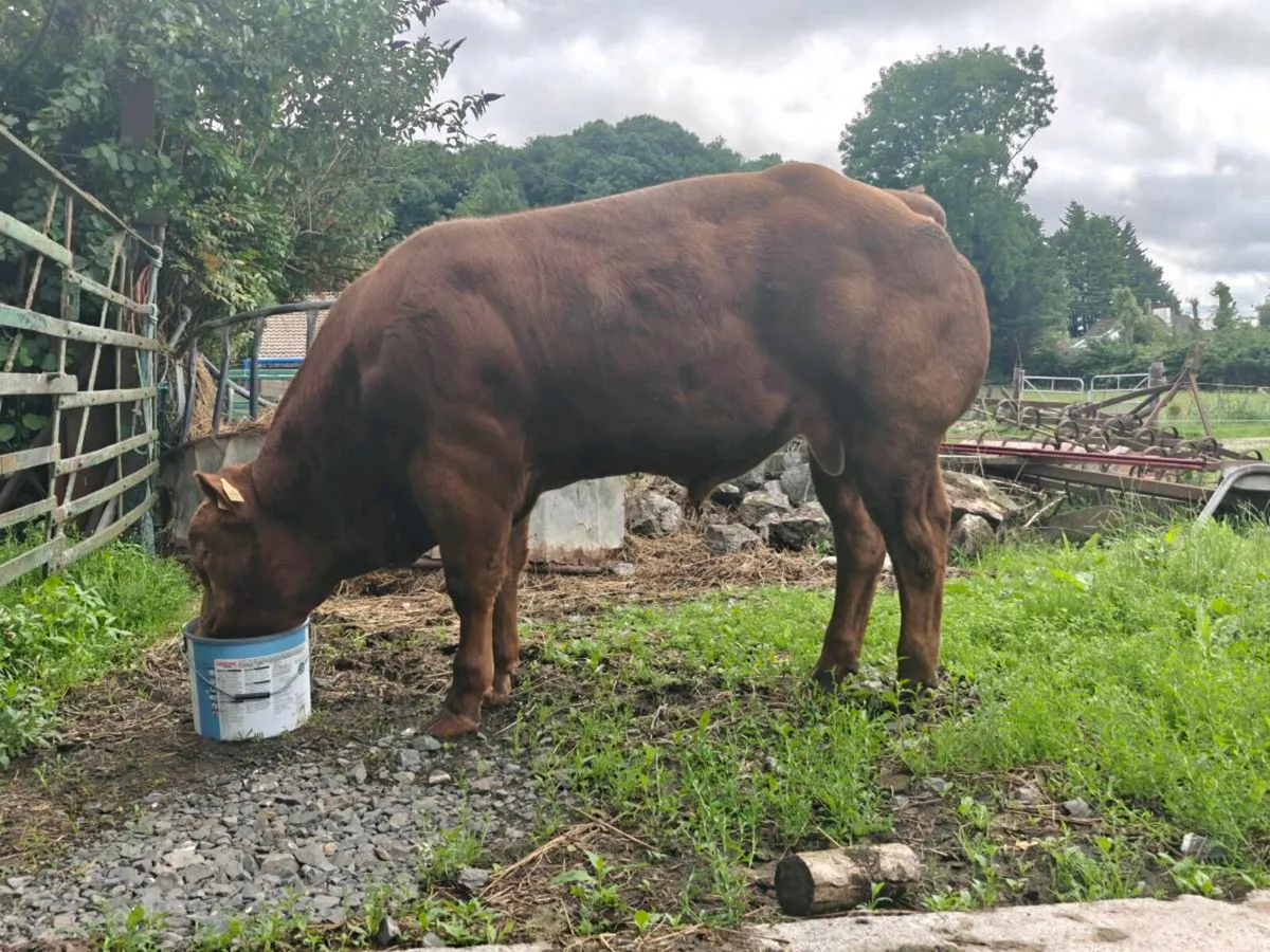 Hybrid Belgian blue limousin bull - Image 3