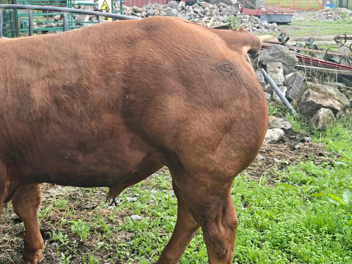 Hybrid Belgian blue limousin bull - Image 4