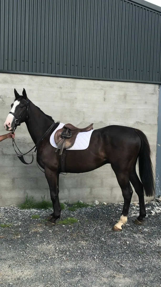 Potential Eventer/Hunter - Image 1