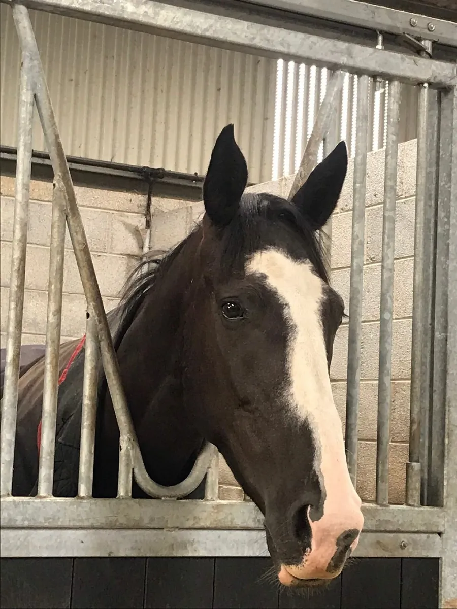 Potential Eventer/Hunter - Image 3