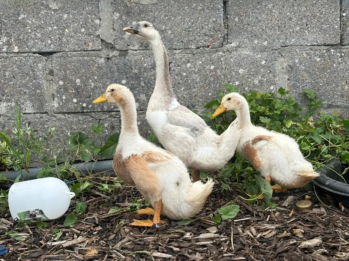 Ducklings & Geese - Image 1
