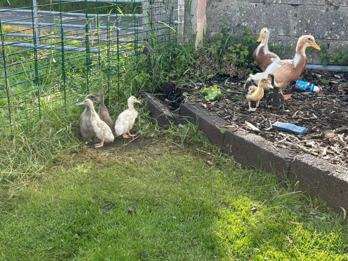 Ducklings & Geese - Image 2