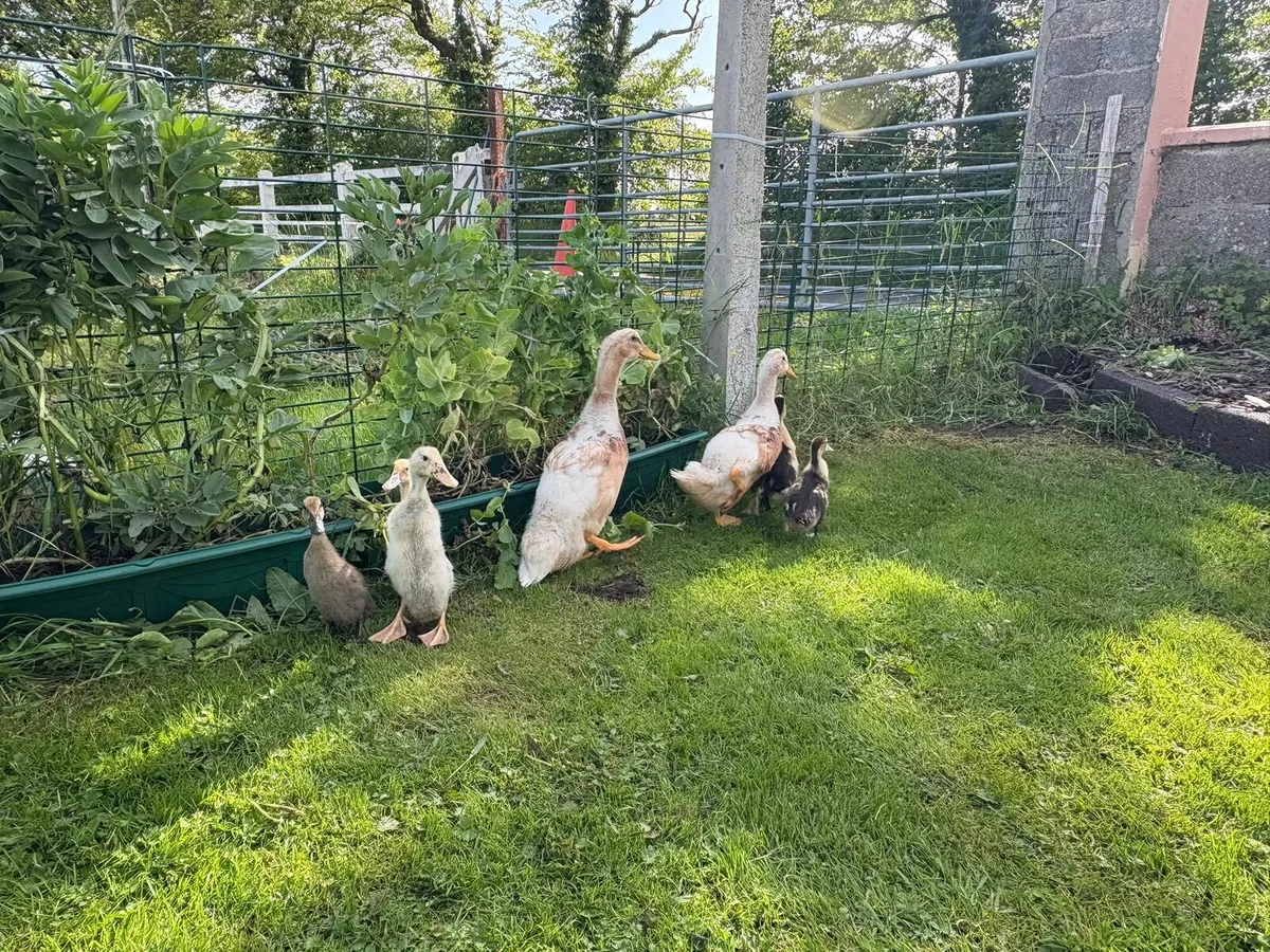 Ducklings & Geese - Image 3